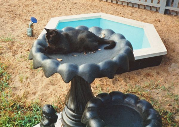 Concrete bird bath pond - 1990