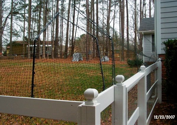 Cat fencing on chain link.